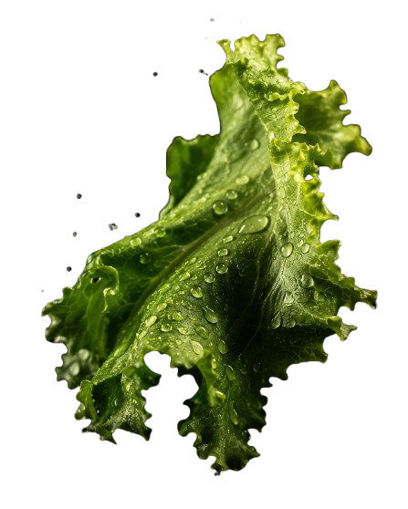 Torn lettuce